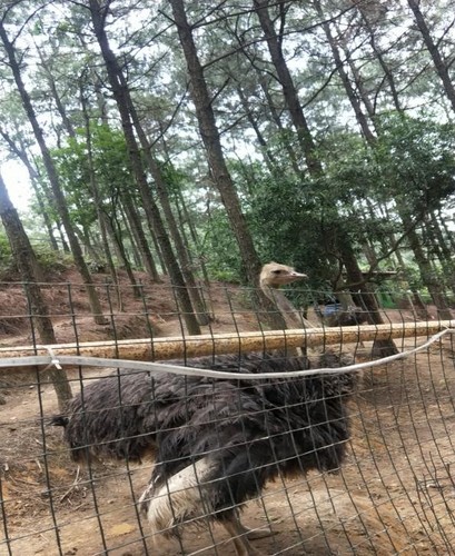 动物小王国 (4).jpg